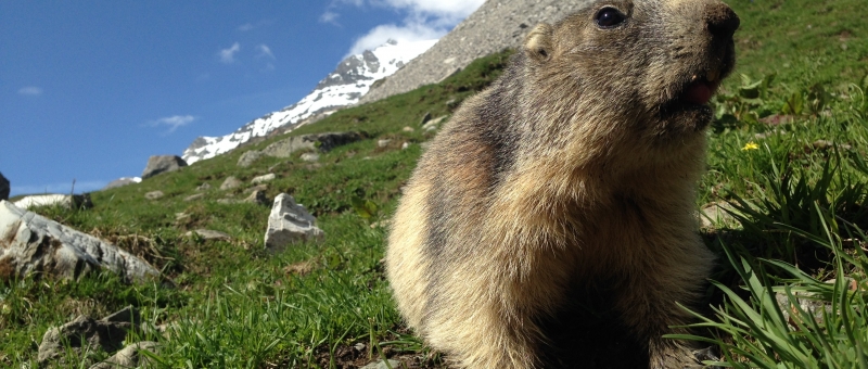 marmotte en Vanoise