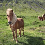 Chevaux Islandais