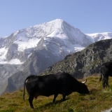 vache de la race D'Hérens