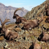 Observation de la Faune