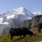 vache de la race D'Hérens
