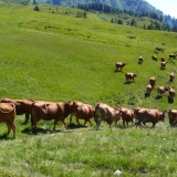 Vaches de la race Tarine