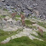Vallée du Trient , bouquetins