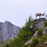 Bouquetins dans les aiguilles Rouges
